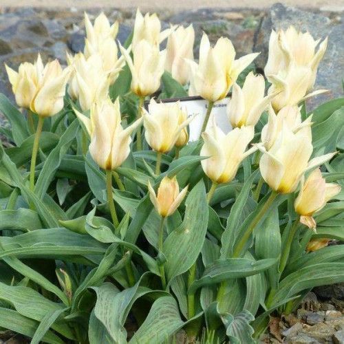 Луковица Яскрава Тюльпан гибрид Грейга Fur Elise 3 шт. 