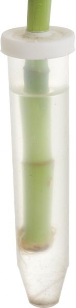 Растение Лаки бамбук спираль 6/30