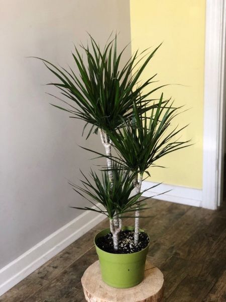 Растение комнатное Драцена 27/180Dracaena Marginata 120-90-60-45-15