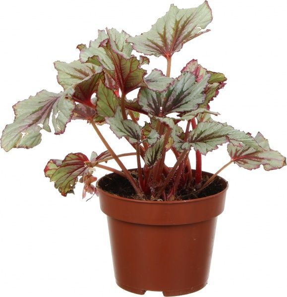 Растение Бегония рекс микс 12х25 см