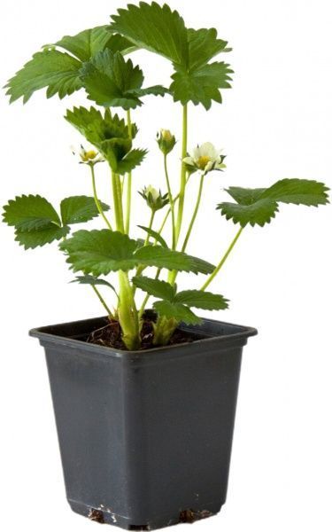 Саженец Брусвяна Земляника Барон Солемахер 0,5 л