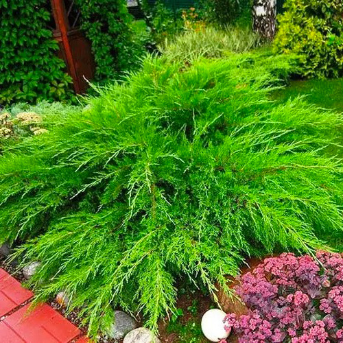 Растение Можжевельник минт d17/h40