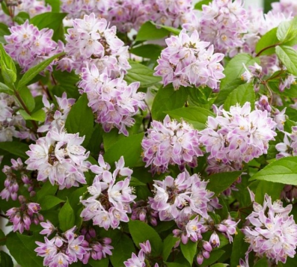 Растение Дейция Расбери Сандей / Deutzia Raspbberry Sundae С3/Н 30-40