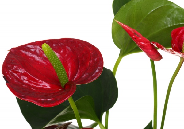 Растение декоративное Антуриум микс 12/35