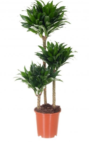 Растение комнатное Драцена Компакта 3 ствола 21х100 см