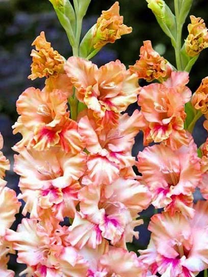 Бульбоцибулина гладіолуса Кіссі Руфл 3 шт. 