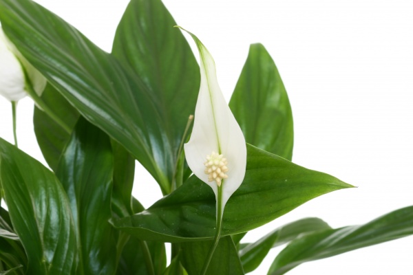 Рослина Спатіфілум Світ 11х30 см