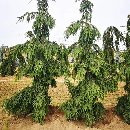 Ель Ель обыкновенная / Picea abies Rothenhaus С30 H160-180