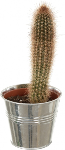 Растение Кактус в цинковом горшке 10x12 см