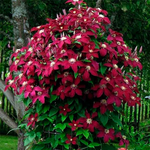 Растение Клематис Niobe (K23-S23 h40-60 C2)