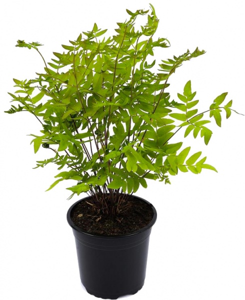 Рослина Чистоус величавий Пурпурасенс С3