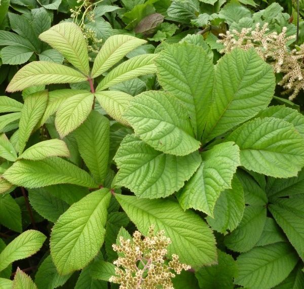 Саженец Роджерсия перистая (С3)