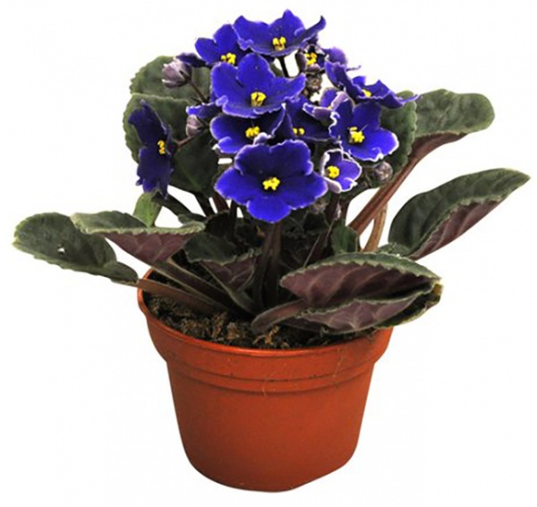 Растение Сентполия микс 12/20