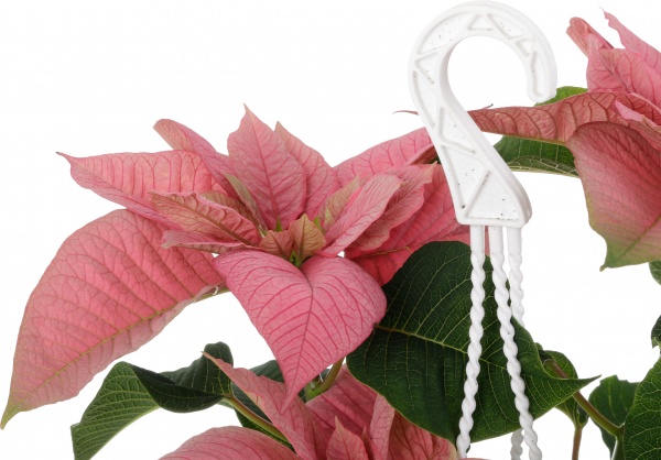 Растение Пуансеттия D20 см