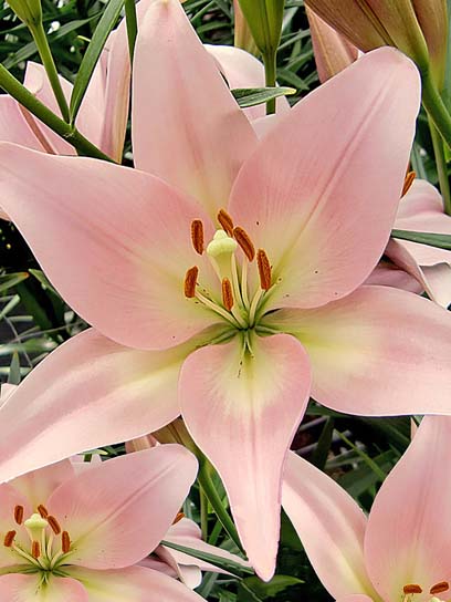 Цибулина лілії ЛА Лексінгтон 1 шт. 