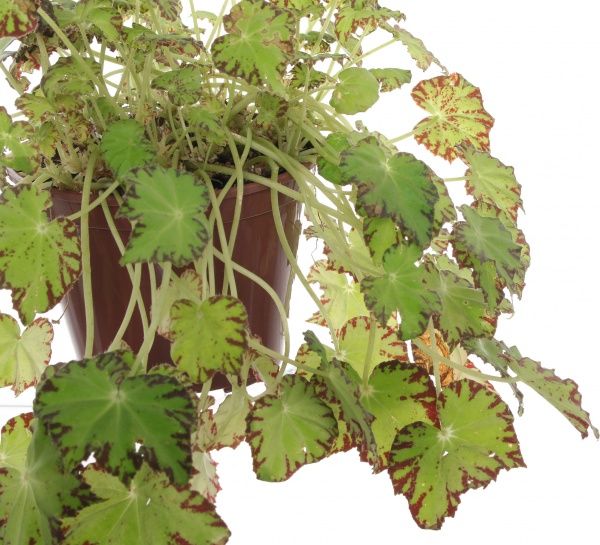  Бегония 12/35 рекс сортовой