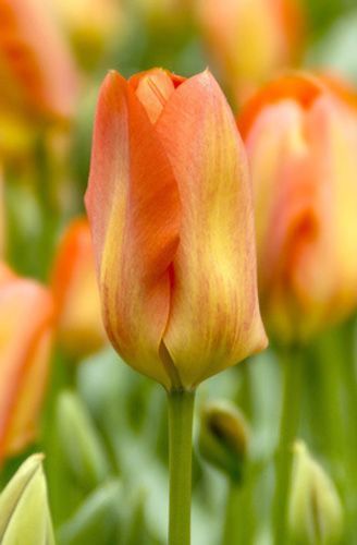 Цибулина Яскрава гібрид Фостера Orange Breeze 3 шт. 