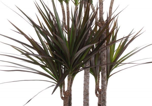 Рослина Драцена 32/150 Мажента карусель