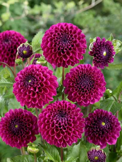 Корнеклубень георгины декоративной Лайлак Булл 1 шт.