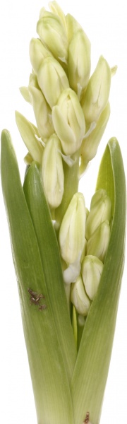 Рослина кімнатна Гіацинт мікс d7