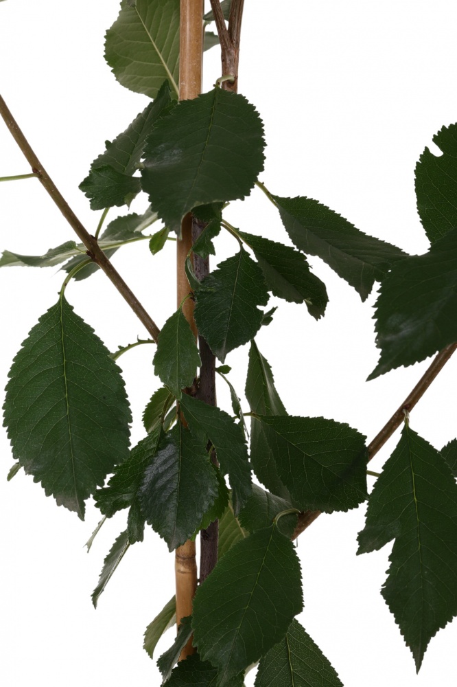 Саженец вишни 1р (C7)