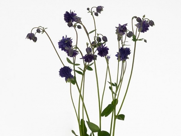 Растение Аквилегия Black barlow С2