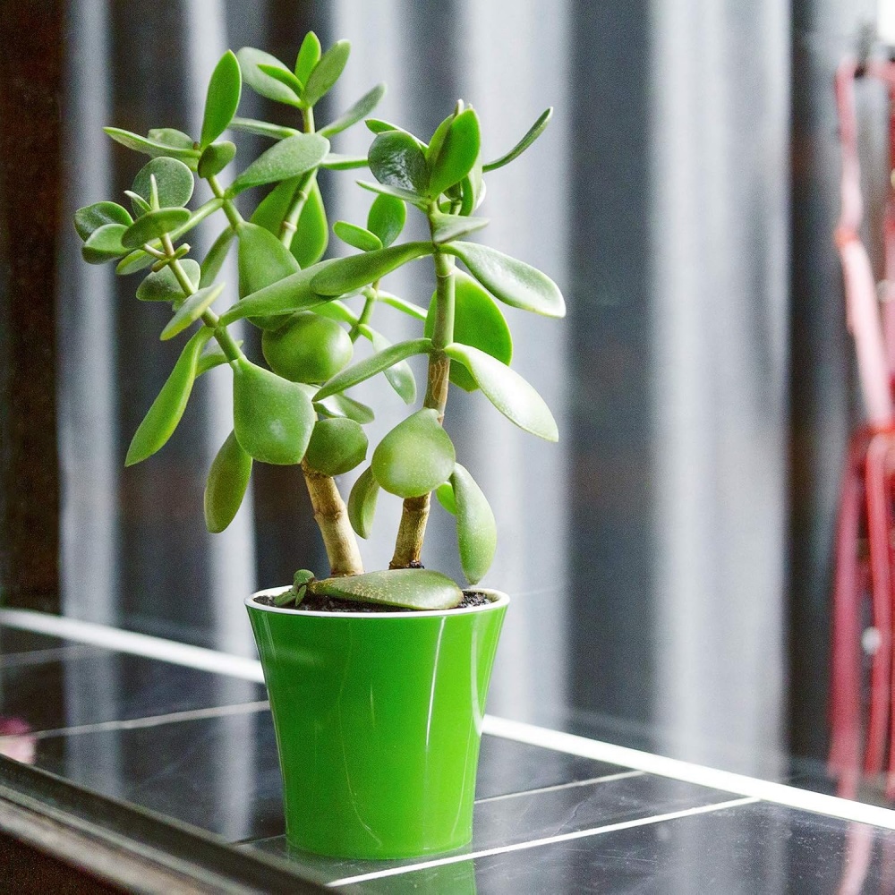 Вазон пластик Arte круглий зелений із білим 1,2 л Santino (2004369)