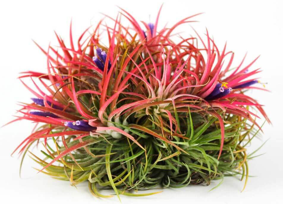 Растение Тиландия 0х6 Ionantha атмосферная