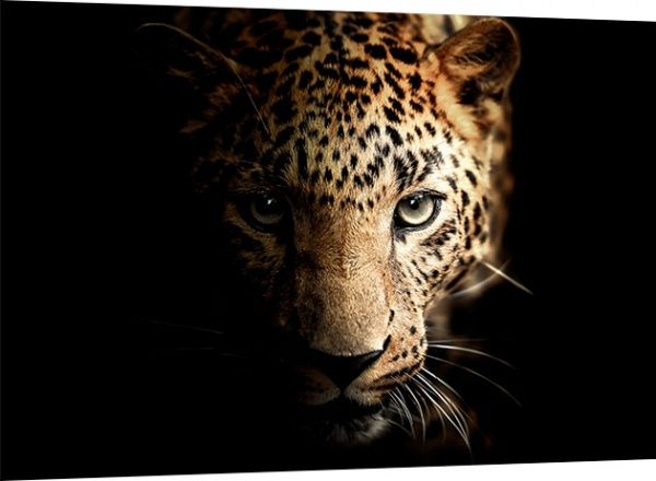 Картина на стекле Leopard 100x70 см Styler 