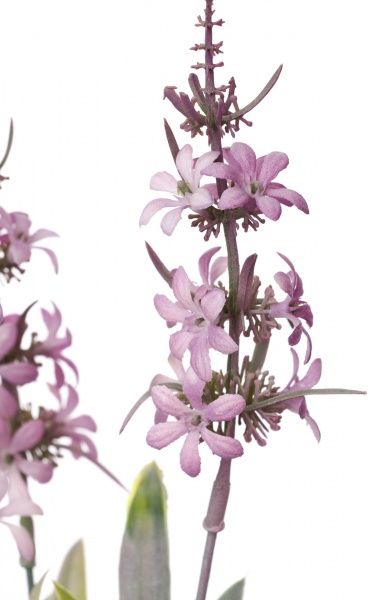 Рослина штучна Eрінус альпійский HONGYE A7-03593 фіолетовий