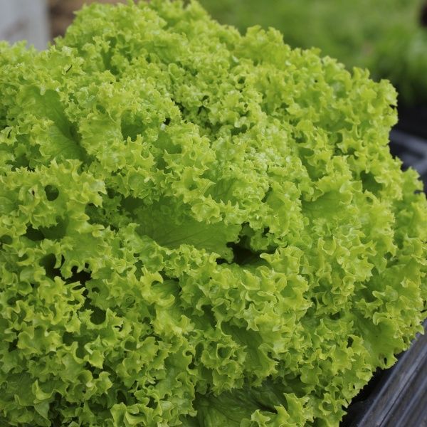 Семена Професійне насіння салат Леонора 30 шт. (4820176693204)