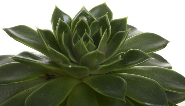 Растение комнатное Эхеверия 10х14 см