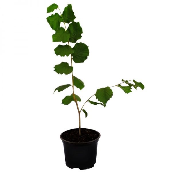 Саженец Брусвяна Фундук сортовой крупноплодный