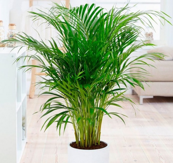 Рослина кімнатна Пальма Арека 12/50