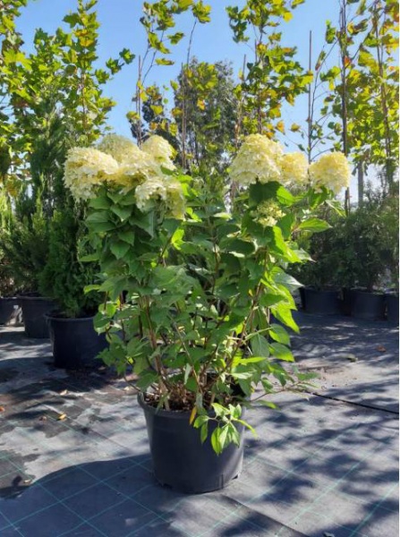 Растение Гортензия метельчатая Limelight (V21-S23 h130+ d70 C35)