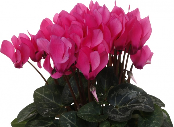 Растение комнатное Цикламен микс d10/h20