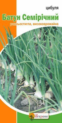 Семена лук репчатый Батун Семилетний 1г