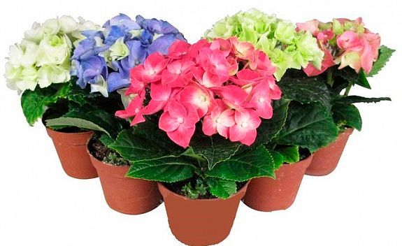 Рослина Гортензія Macrophylla мікс 2/3 10х20 см