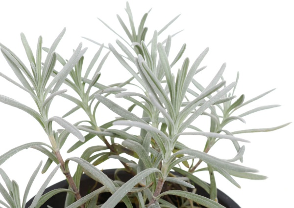 Растение лаванда d12