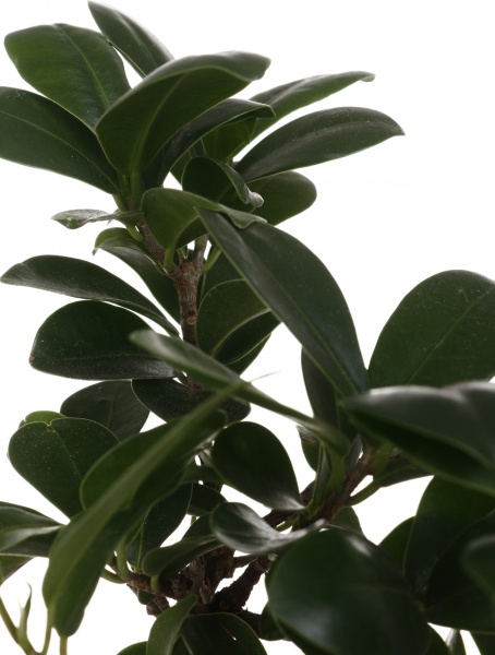 Растение Фикус-бонсай микрокарпа Жинсинг 9/20