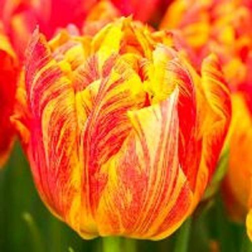 Луковица Тюльпан махровый ранний Монте Флейм 5 шт. 