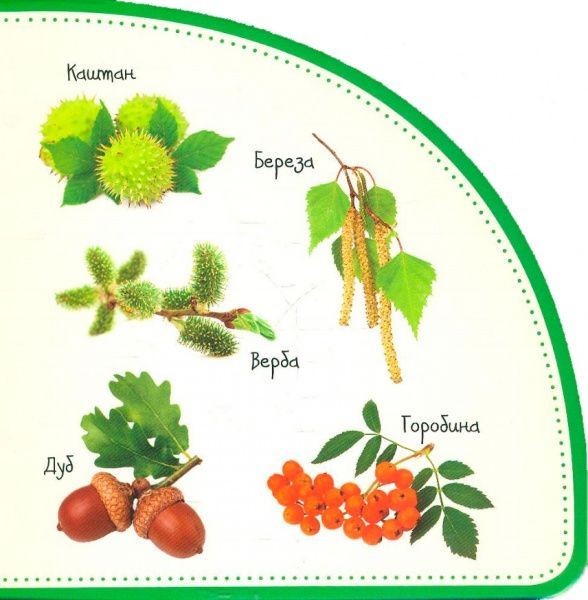 Книга Мария Жученко «Рослини. Дивимось і запам'ятовуємо» 978-966-942-075-6