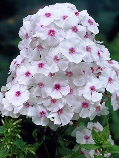 Корневище флокса Граф Цепелин 1 шт. 