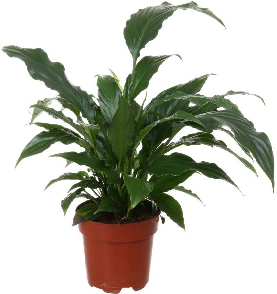 Рослина кімнатна Спатіфіллум 14x55 см