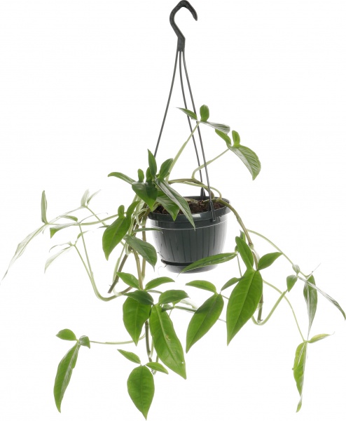 Рослина кімнатна Сінгоніум 14/3