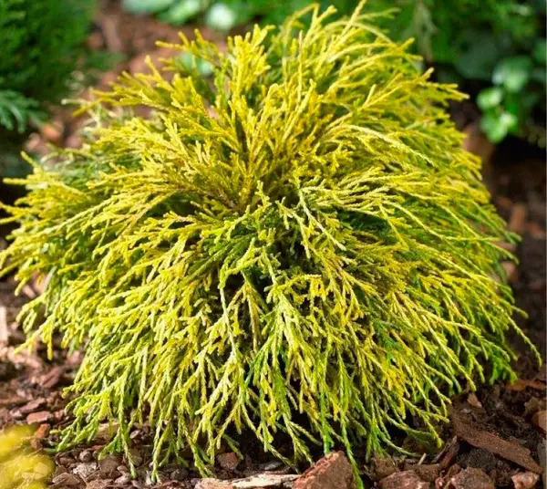 Растение Кипарисовик горохоплодный Санголд / Chamaecuparis pisifera Sungold С7.5 /Н 30-40