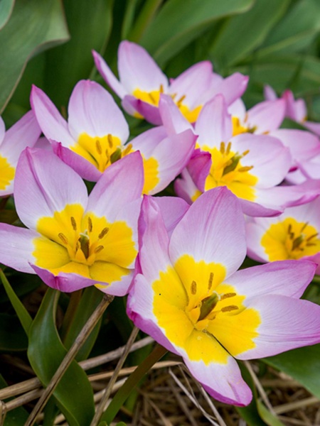 Луковица TUBERBULB Export B.V. тюльпана ботанического Бейкери Лайлек Вандер 4 шт. 