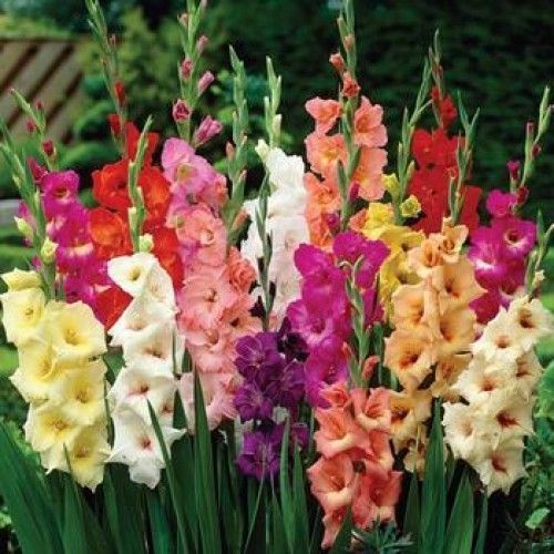 Луковица Яскрава Гладиолус бамбино Смесь 3 шт. 