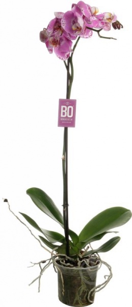 Растение Фаленопсис Королевский 1 ствол XXL, 15/90