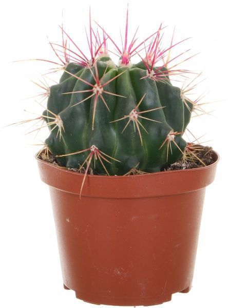 Рослина кімнатна Кактус мікс 10.5 см